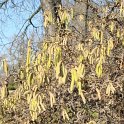 Corylus avellana 'Contorta' (2)